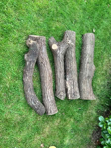 Photo of free Oak Logs (Willenhall CV3) #3
