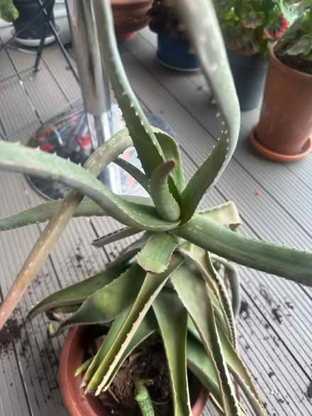 Photo of free Aloe Vera plant (Canary Wharf, E14) #1