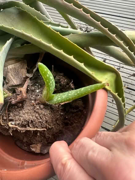Photo of free Aloe Vera plant (Canary Wharf, E14) #2