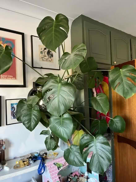 Photo of free Cheese plant (BIG) (BN3 7BT) #1