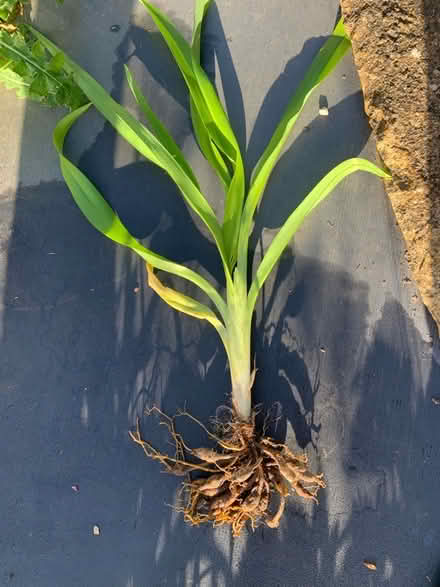 Photo of free Plants (Great Rollright OX7) #4