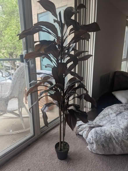 Photo of free 5' Cordyline Silk Plant (Gallows Road / Vienna) #1