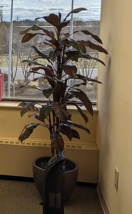 Photo of free 5' Cordyline Silk Plant (Gallows Road / Vienna) #3