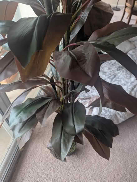 Photo of free 5' Cordyline Silk Plant (Gallows Road / Vienna) #2