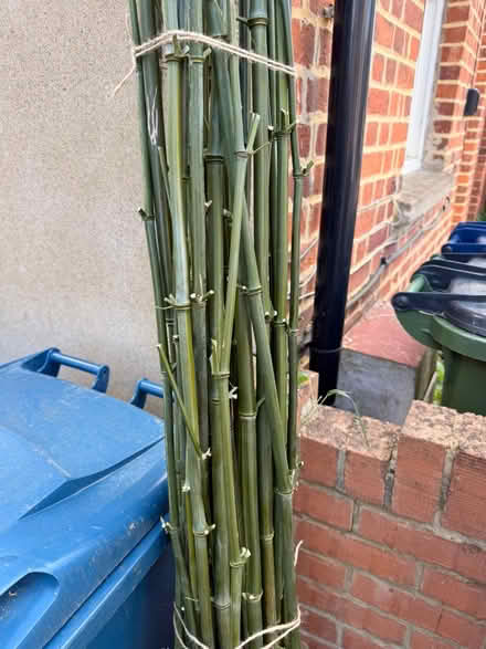 Photo of free Bamboo sticks (Vicarage Road) #2
