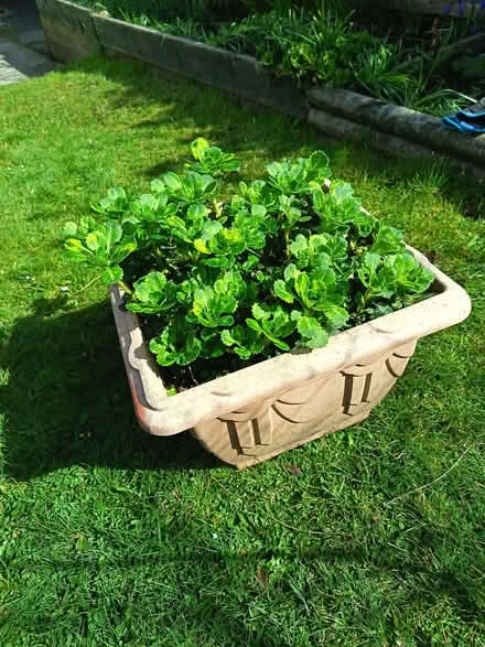 Photo of free London's Pride plants (Kincorth AB12) #2