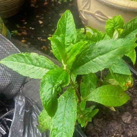 Photo of free Buddleia Plant, Purple/ Lavendar (High Bentham LA2) #1