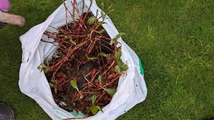 Photo of free Persicaria Plants (Currie EH14) #1