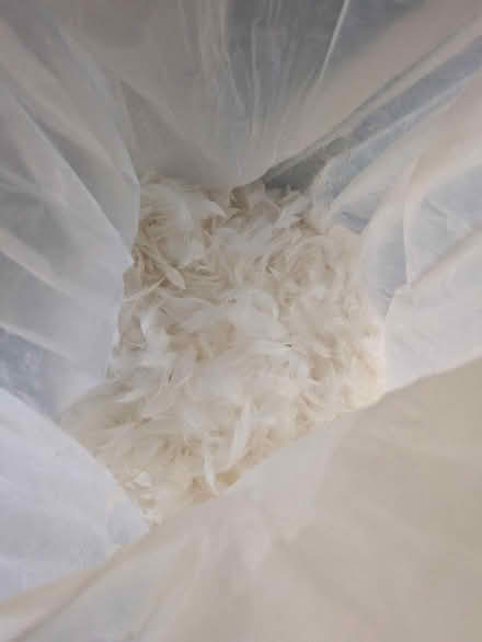 Photo of free Bag of feathers (Dh7 0jt) #2