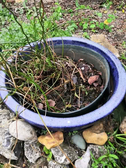 Photo of free Small pond (Grandpont OX1) #1