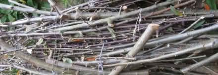 Photo of free Firewood - Kindling (Old Kesgrave IP5) #1