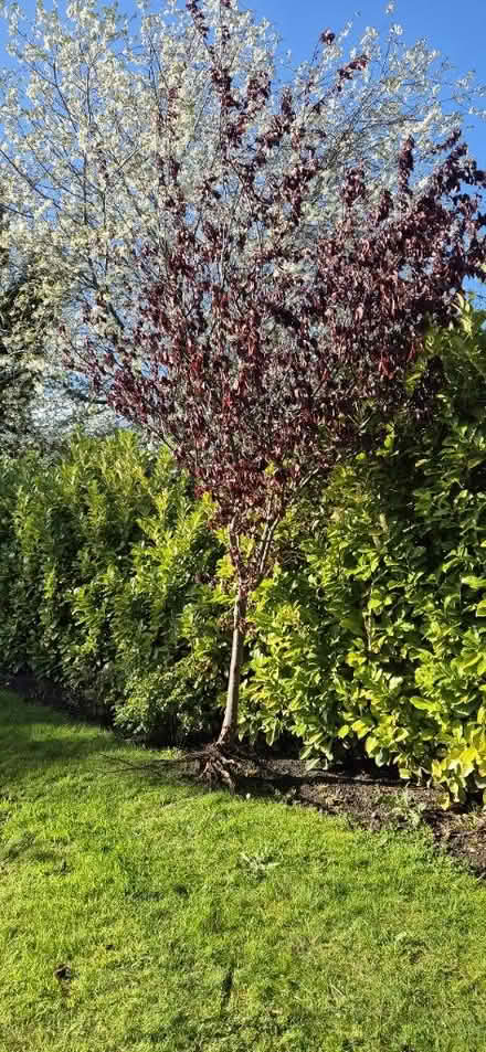 Photo of free Cherry blossom tree π³ (Rainhill L35) #2