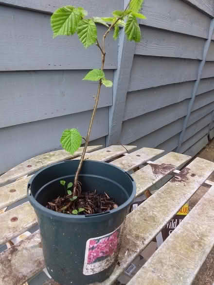 Photo of free Hazlenut Sapling (Sands, High Wycombe, HP12) #1