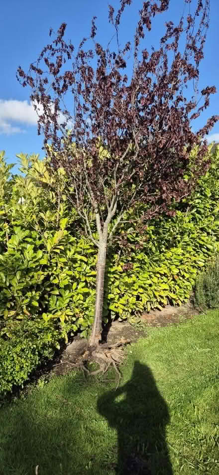 Photo of free Cherry blossom tree π³ (Rainhill L35) #1