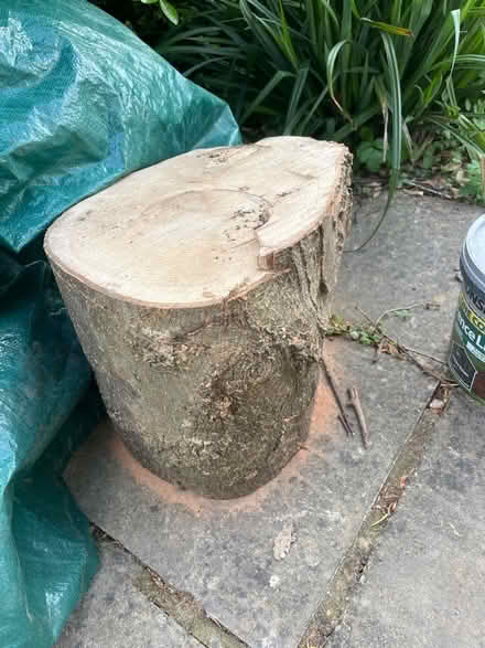 Photo of Logs or branches (Charlton OX12) #1