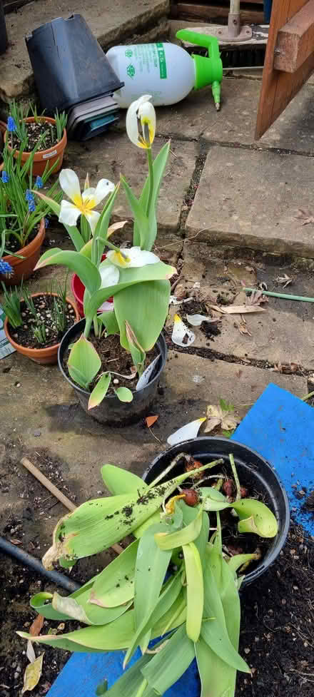 Photo of free Cream tulip bulbs (South Tonbridge TN9) #1