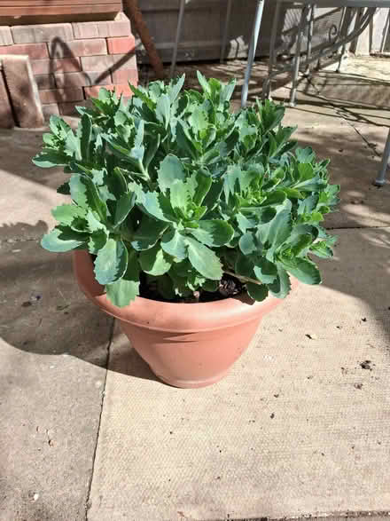 Photo of free Garden plant (Debden IG10) #1