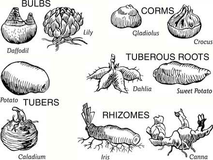 Photo of Seeds,bulbs,tubers,corms,bare roots (Forest Green GL6) #1