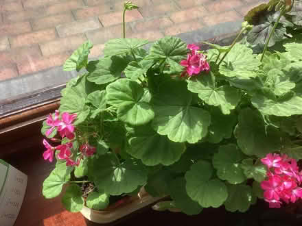 Photo of free Geranium Kleine Liebling (New Normanton DE23) #1