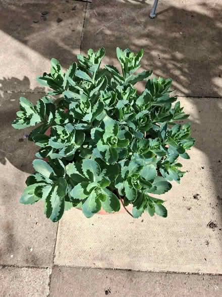 Photo of free Garden plant (Debden IG10) #2