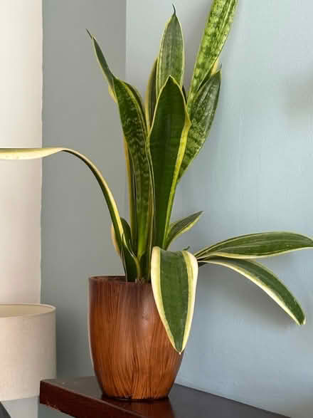 Photo of free Indoor potted plant (Felixstowe IP11) #1
