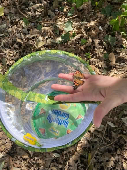 Photo of free Butterfly Keeping net (Notts) #2
