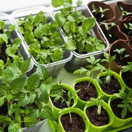 Photo of Vegetable plants / seedlings (Bramley LS13) #1