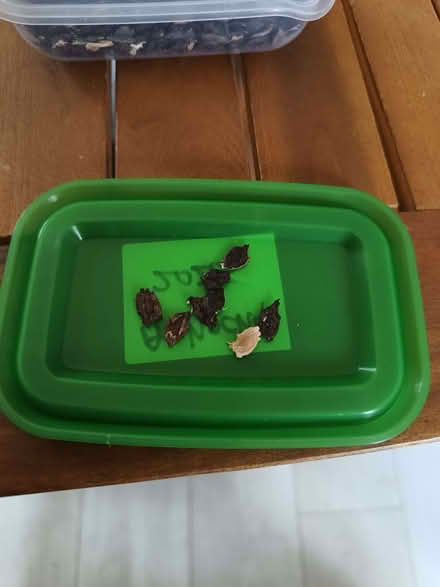 Photo of free Achocha seeds (Northway OX3) #2
