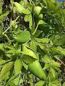 Photo of free Achocha seeds (Northway OX3) #3