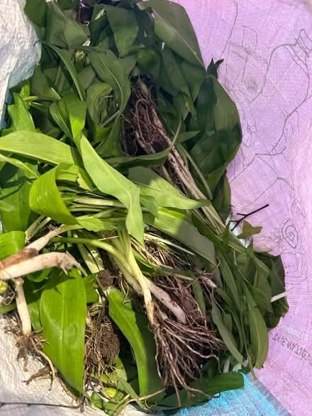 Photo of free Wild garlic plants (Malvern Link WR14) #1