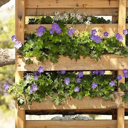 Photo of Pretty plants for community planter (Hunter's Bar S11) #1