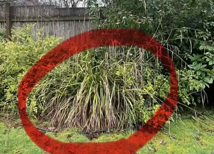 Photo of free Baby Ornamental Grasses (Wedgwood) #2