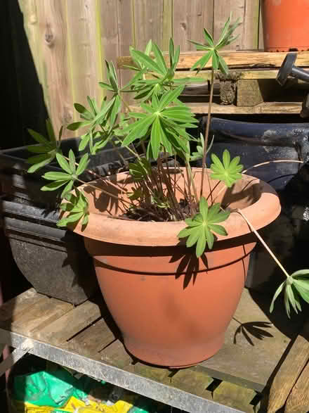 Photo of free Purple Lupins (Penrith CA11) #1