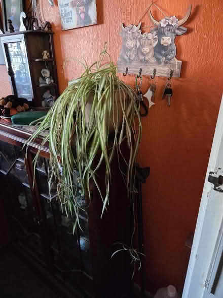 Photo of free A cheese plant, a large spider plants and baby snake plants (Morecambe LA4) #2