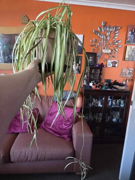 Photo of free A cheese plant, a large spider plants and baby snake plants (Morecambe LA4) #4