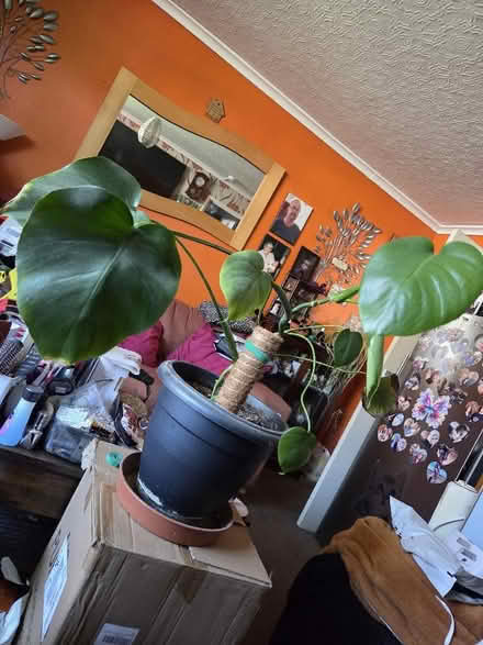 Photo of free A cheese plant, a large spider plants and baby snake plants (Morecambe LA4) #1