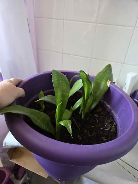 Photo of free A cheese plant, a large spider plants and baby snake plants (Morecambe LA4) #3