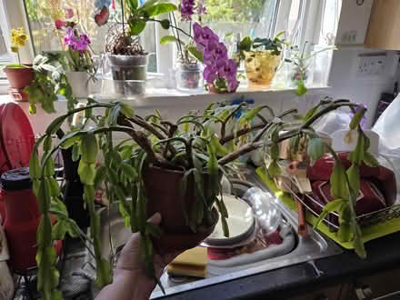 Photo of free Christmas Cactus (Morecambe LA4) #1