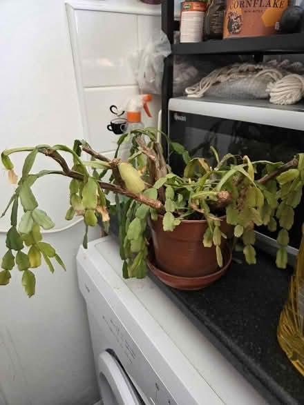 Photo of free Christmas Cactus (Morecambe LA4) #2