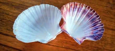 Photo of free Scallop shells (Natland LA9) #2