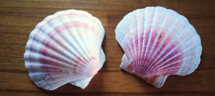 Photo of free Scallop shells (Natland LA9) #1
