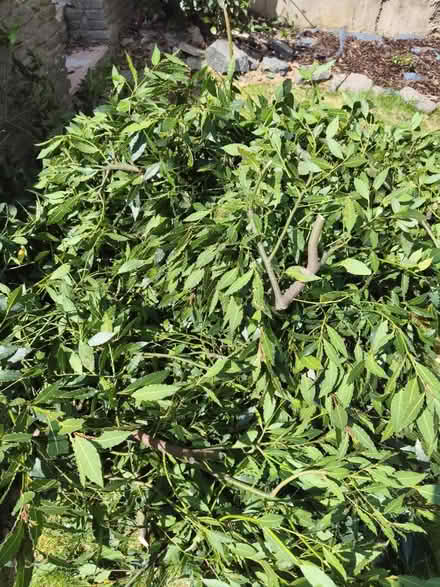 Photo of free Bay leaves (Wintersdale road LE5) #1