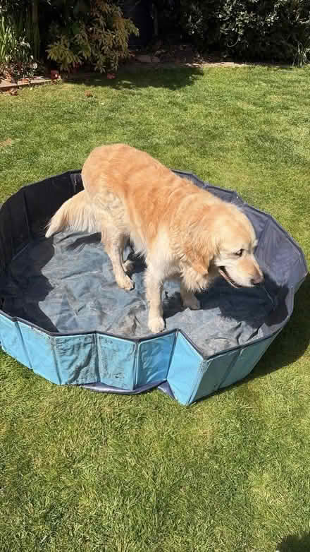 Photo of free Large dog paddling pool (Chiswell Green) #1