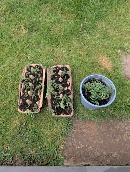 Photo of free Tomato Seedlings π
(Stonehouse) #1