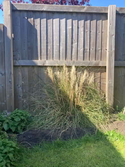 Photo of free 3ft bush / pampas grass (Ifton Heath SY11) #1