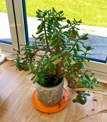 Photo of free House plants (Buckley CH7) #1