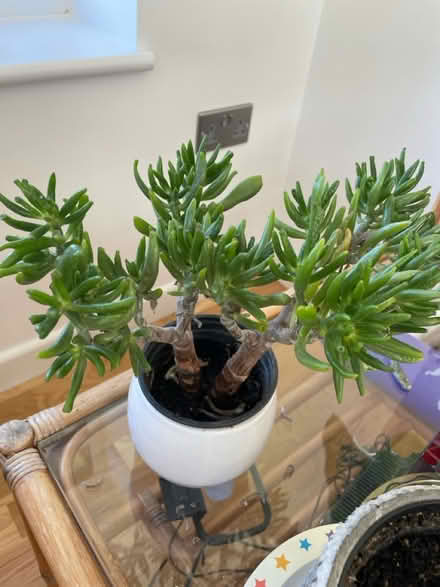 Photo of free House plants (Buckley CH7) #2