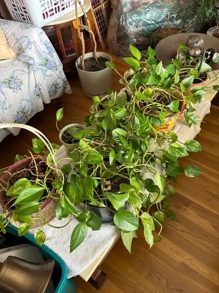 Photo of free Plants (Tewksbury) #2