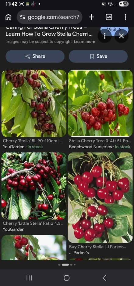 Photo of Stella cherry tree brance (HU8 james reckitt) #1