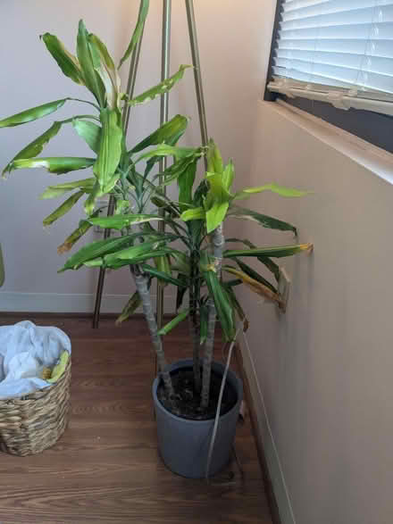 Photo of free Large to Mid size plant (Fresh Pond, Cambridge) #1